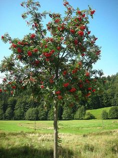 a tree with red flowers in the middle of a field