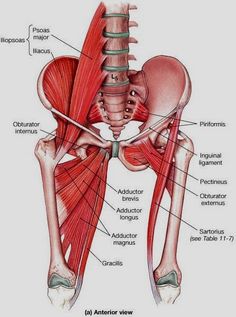 Nervus Vagus, Yin Yoga Sequence, Body Anatomy