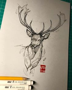 a pencil drawing of a deer's head