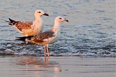 two seagulls are standing in the water at the beach