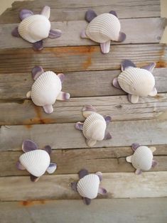 seashells are mounted on the side of a wooden plank