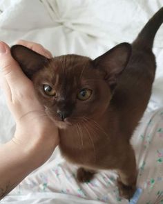 a person holding a cat in their hand on top of a white bedding sheet