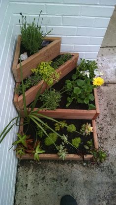 several wooden planters filled with different types of plants