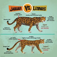 the differences between jaguars and leopards are shown in this graphic above, which shows how they interact with each other