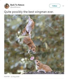 three hamsters hanging upside down in the air and one is eating something out of its mouth