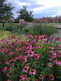 a field full of purple and red flowers next to a wooden bench in the grass