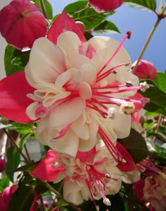 pink and white flowers are blooming in the sun