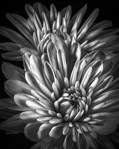 a black and white photo of a large flower