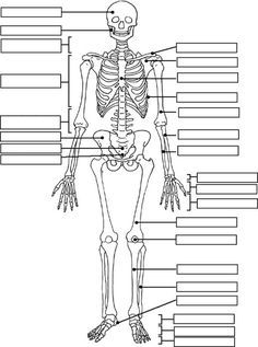 the human skeleton and its major skeletal systems, labeled in black and white with labels on each side