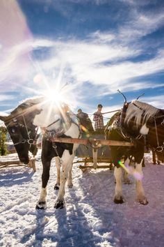 two horses pulling a sleigh with people in it on a snowy field under a blue sky