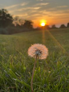 a dandelion sitting in the middle of a field with the sun setting behind it