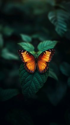 an orange butterfly sitting on top of a green leaf with leaves around it's edges