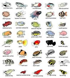 an image of different types of fish on a white background with the words, names and colors