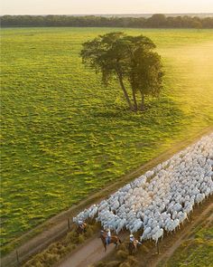 a large herd of sheep walking down a dirt road