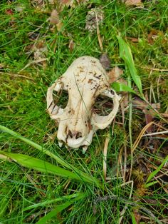 an animal skull is lying in the grass