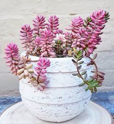 small pink flowers are in a white vase