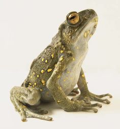 a frog with yellow spots on it's body and back legs, sitting in front of a white background