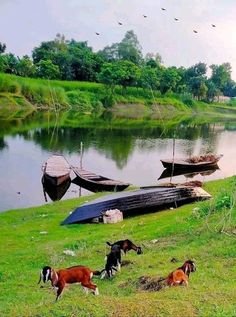 several goats are grazing in the grass near boats on the river bank and birds flying overhead