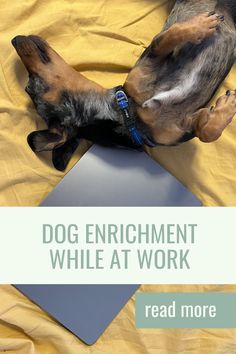 a dog laying on top of a bed next to a laptop computer with the words, dog enrichment while at work read more