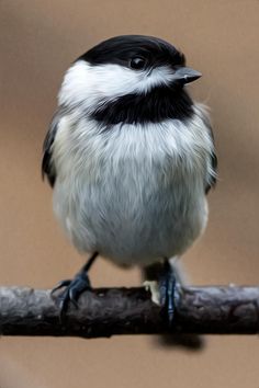 a black and white bird sitting on top of a tree branch in front of a brown background