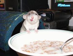 a rat sitting in front of a bowl of cereal