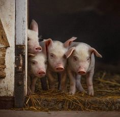 Farm animals photography photographer piglet pigs sty cute baby animals Pig Photography Farm, Farm Animal Photography, Pig Paintings, Nantwich Cheshire, Pig Photography, Farm Life Photography, Pig Photo, Farm Animal Painting, Pig Painting