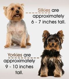 two dogs sitting next to each other with the words yorkshire terrier and yorkie