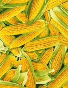 corn on the cob is shown close up