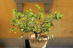 a potted lemon tree in front of a yellow building