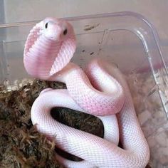 a pink snake is in a plastic container