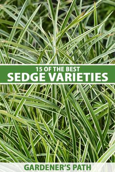 the best sedge varieties for garden's path