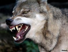 Snarling Wolf, Angry Animals, Wolf Photos, Wolf Wallpaper, Wolf Pictures