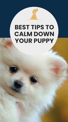 a small white dog with the words best tips to calm down your puppy