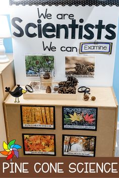 a science fair display with pine cones and pictures