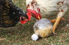 two chickens are pecking at something in the grass next to a bottle that is full of food