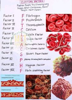 a poster with pictures of different types of blood cells and their names in english or chinese