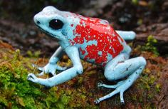 a red and white frog sitting on top of a moss covered rock