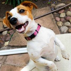 a white and brown dog with its mouth open