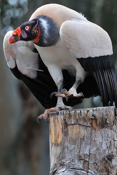 two large birds sitting on top of a tree stump in the forest, one with an orange beak