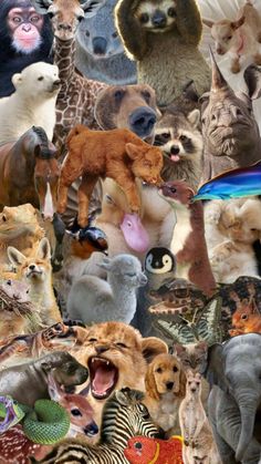 a collage of different types of animals