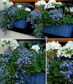 several pictures of flowers in a basket on the ground and one is blue with white flowers