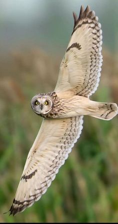 an owl flying through the air with its wings spread