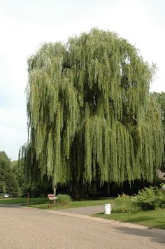 a large green tree sitting on the side of a road