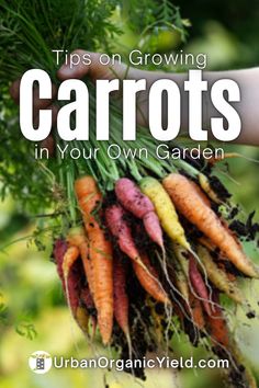 carrots growing in the garden with text overlay that reads tips on growing carrots in your own garden