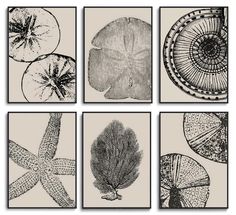 four black and white pictures of seaweed, starfish, and other marine life