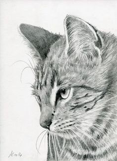 a pencil drawing of a cat's head and shoulders, looking to the left