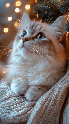 a white cat laying on top of a blanket next to a christmas tree with lights