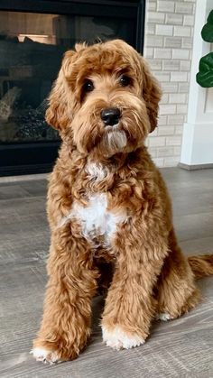 a small brown dog sitting on top of a wooden floor next to a fire place