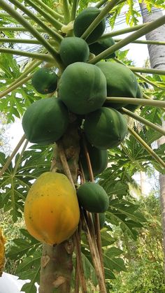 the fruit is growing on the tree and ready to be picked from it's roots