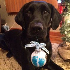 a black dog laying on the floor with a christmas ornament hanging from it's collar